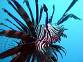   No cropping photoshop Common Lionfish LayangLayang East Msia Layang-Layang, LayangLayang, Layang Layang,  